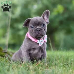 Berry, French Bulldog Puppy